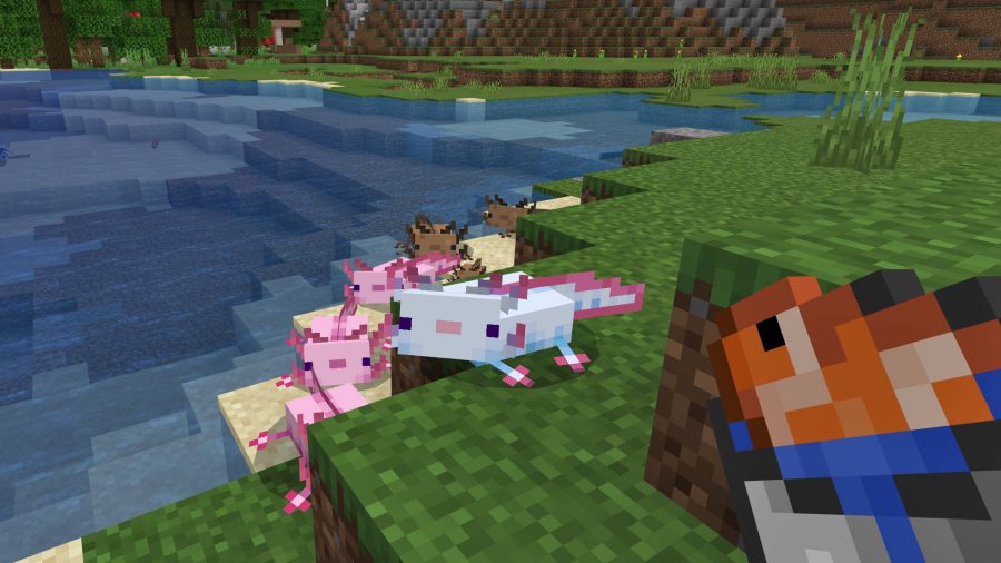 A group of Minecraft Axolotls lured in by the promise of a tropical fish meal.